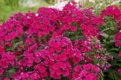 CYBEXIS Phlox paniculata, Kirchenfuerst400 Seeds Seed(400 per packet)