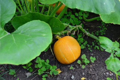 Kodali Hybrid F1 Pumpkin Seed Pack Of 27 Seed(27 per packet)