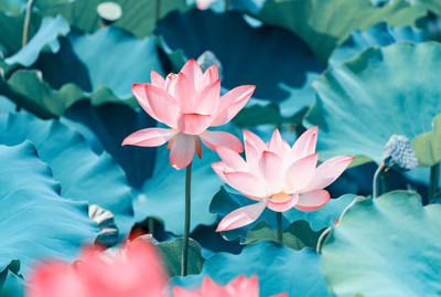 Dharma lotus,kamal gatta Seed(11 per packet)