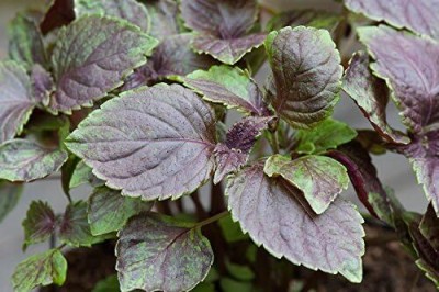 Qualtivate ATS-19 Japanese Perilla aka Ao-Shiso Seed(300 per packet)