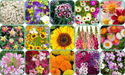 LPR MIX COMBO, FLOWER COMBOO Seed(100 per packet)