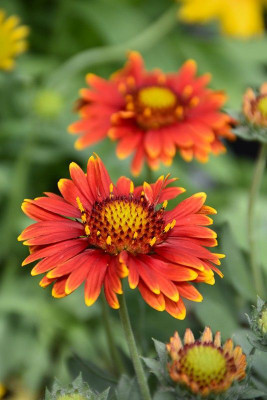 Avysa Arizona Red Shades Blanket Flower Seed(60 per packet)