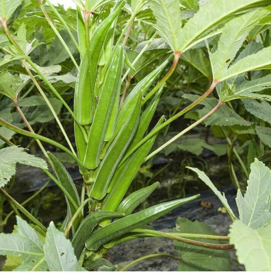 SUAA Z1829_O_Clemson Spineless Okra Seed(200 per packet)