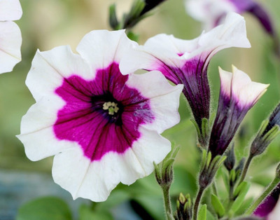 WHADE Petunia double mixed flower Seed(70 per packet)