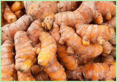 ibains Pure organic hybrid kachi Haldi/Turmeric seeds for garden Seed(85 per packet)