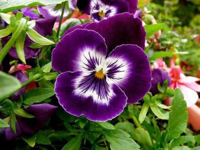BDSresolve Pansy seeds/Penji flower seeds PACK OF 26 Seed(26 per packet)