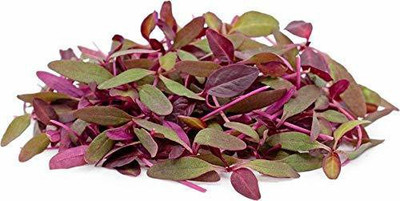 VibeX ® VLR-585 Amaranthus(Red) Seeds Seed(500 per packet)