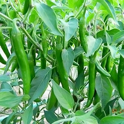 PMA bumbai chilli, pure dasi chilli Seed(125 per packet)