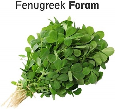 KNESSiN Vegetable Methi-Fenugreek[2000 Seeds] Seed(2000 per packet)