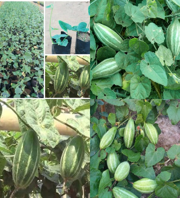 ibains Parwal vegetable seeds desi plant biij 24 Seed(24 per packet)