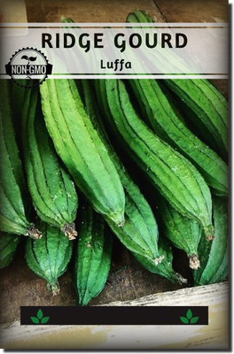 VibeX ® XXL-351 Ridge Gourd Seeds Turai Seed(50 per packet)