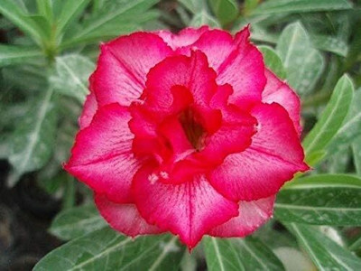 Qualtivate NBIR-352 Bright Pink Desert Rose Seeds Adenium Seed(30 per packet)