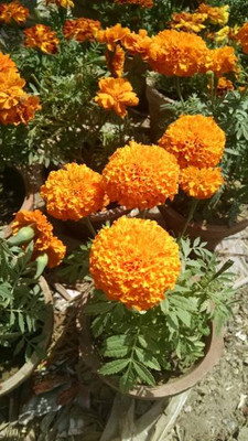 Hybrid mango plant marigold/gende ka phool flower seeds Seed(75 per packet)
