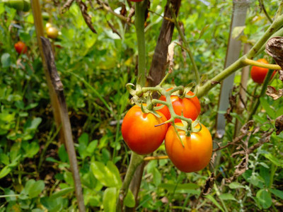 Oliver tomato Seed(110 per packet)