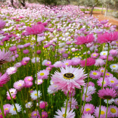 CYBEXIS VVI-4 - Fresh Hybrid Rare Daisy - (540 Seeds) Seed(540 per packet)