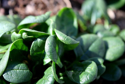 VibeX PUAS-43 - Winter Spinach Giant - (2250 Seeds) Seed(2250 per packet)