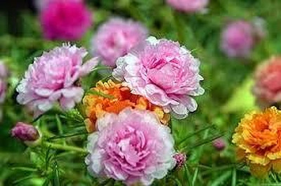 Dbbrothers Exclusive Portulaca flower seeds pack of 48 Seed(48 per packet)