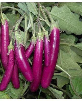SUPRIKAM BRINJAL Seed(150 per packet)