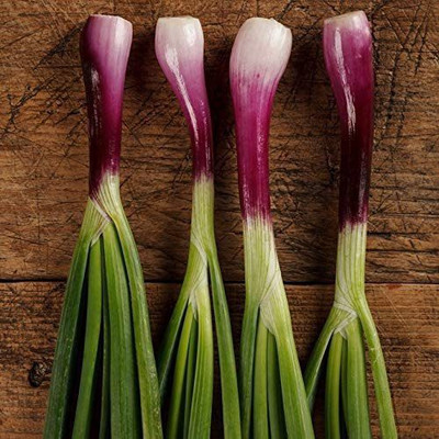VibeX VXI-2 - Red Welsh Onion - (13500 Seeds) Seed(13500 per packet)