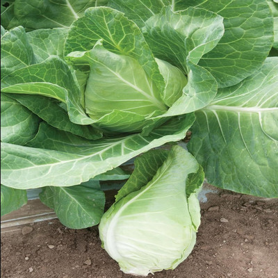 Biosnyg Murdoc Pointed Head Cabbage Seeds-250 Seeds/1gm Seed(250 per packet)