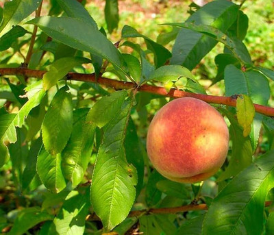 Aywal Peach Fruit Seed(4 per packet)