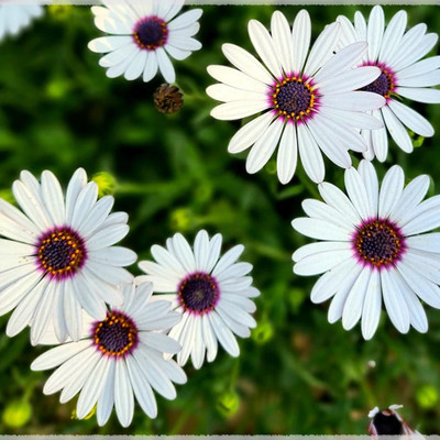 CEZIUS Good Germination DIMORPHOTHECA WHITE OPEN POLLINATED Seed(120 per packet)