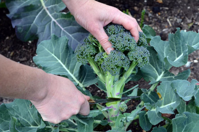 DEYS AGRO ™ broccoli seeds, f1 hybrid brocoli seeds, broccoli vegetable seeds Seed(16 per packet)