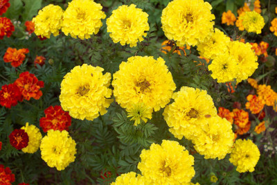 BULKY TRADE marigold/gende ka phool flower seeds Seed(50 per packet)
