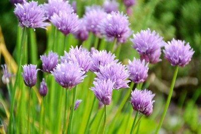 Qualtivate HYB-7A Geisha Garlic Chives Seeds Seed(300 per packet)