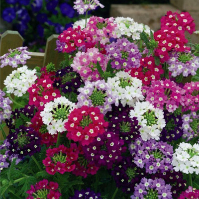 wequality verbena seeds Seed(12 per packet)