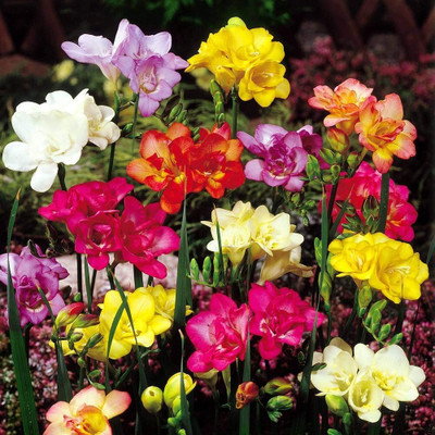 zabbus Freesia Flower Bulbs for Summer Season Mix Seed(5 per packet)