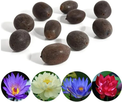 LPR LOTUS ,KAMAL GATTA Seed(20 per packet)