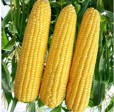 STOKIYA HYBRID 1kg F1 hybrid maize/corn/makka seeds highest yield variety long bhutta Seed(1 kg)