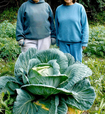 CYBEXIS Giant Cabbage Seeds 800 Seeds Seed(800 per packet)