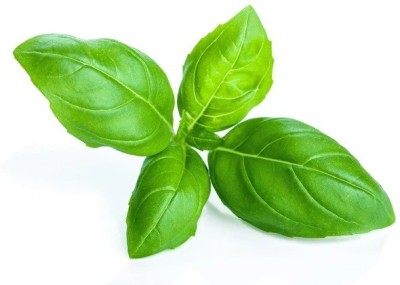 CYBEXIS BASIL GREEN SEEDS4000 Seeds Seed(4000 per packet)