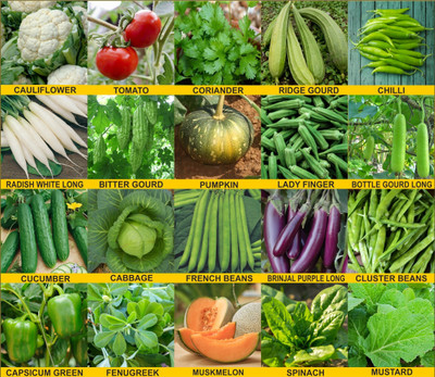 Agnico Agnico 15 Variety Of Flower Seeds Combo Pack With Instruction Manual.… Seed(15 per packet)