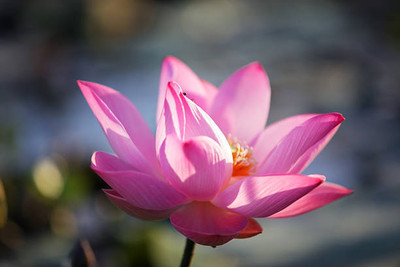 Prigobuy lotus,kamal gatta Seed(15 per packet)