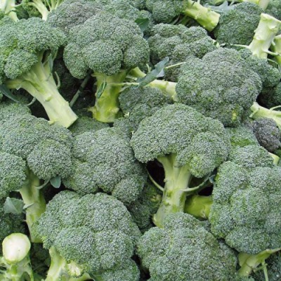 VibeX ® XLR-182 Belstar Broccoli Seeds Seed(200 per packet)