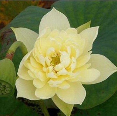 CYBEXIS LXI-22 - Lotus Flower White / Pink - (270 Seeds) Seed(270 per packet)