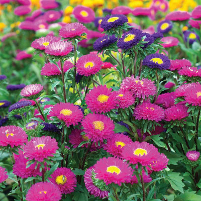 CYBEXIS Seeds Aster Mix Flower Seeds Seed(1 g)