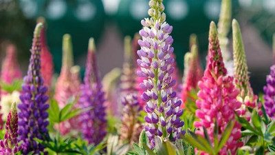 Lorvox Lupin Mix Dwarf Flower Seed(95 per packet)