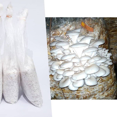 Arko Original Oyster mushroom seed,organic,Healthy,Vegetable Seed Seed(200 g)