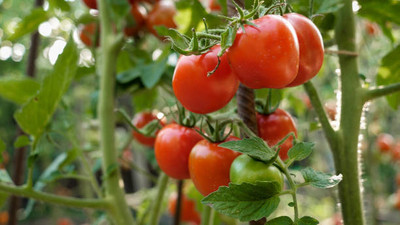 AA ENTERPRISES tomato Seed(90 per packet)