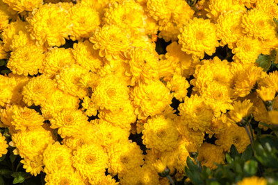 GREENZ marigold/gende ka phool flower seeds Seed(50 per packet)