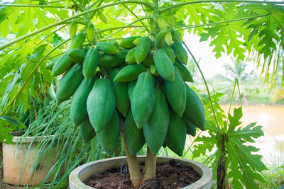 abiswas Red lady papaya fruit seeds for home garden Seed(1350 per packet)