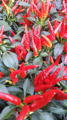 seedito Green Chilli Vegetable/f1 Hybrid Chilli Seeds Seed(77 per packet)