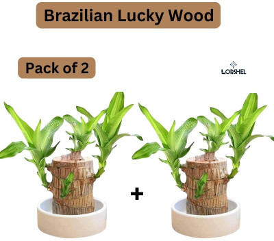LORSHEL Original Brazilian Lucky Wood Live Stick Plant Seed(2 per packet)