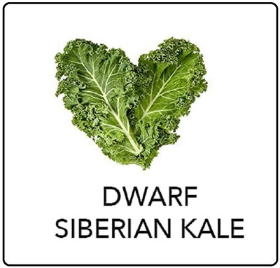 CYBEXIS Siberian Kale2000 Seeds Seed(2000 per packet)