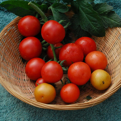 Quentova Tomato-NDIR-22B Seed(300 per packet)