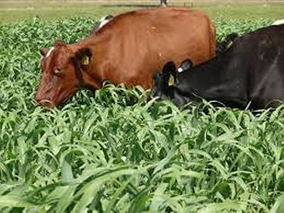 SRI SAI FORESTRY RED NAPIER GRASS SEEDS FOR CATTLE GRASS Seed(1000 per packet)